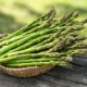 Asperge