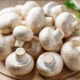 Champignon
