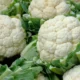 Chou-fleur