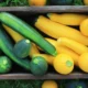 Courgette