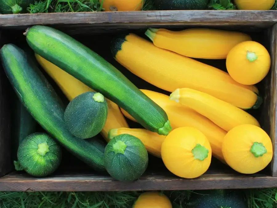 Courgette