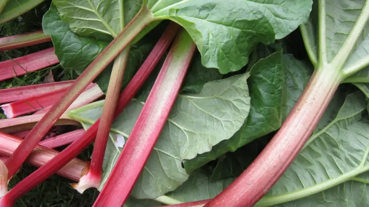 Rhubarbe
