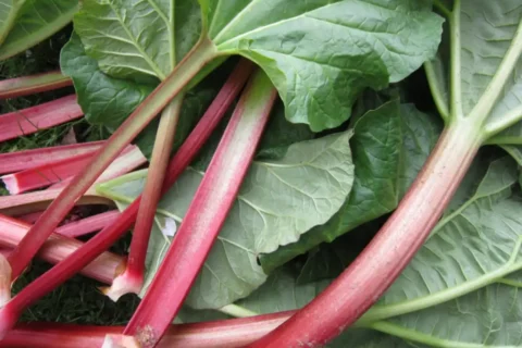 Rhubarbe