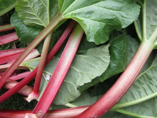 Rhubarbe