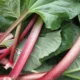 Rhubarbe