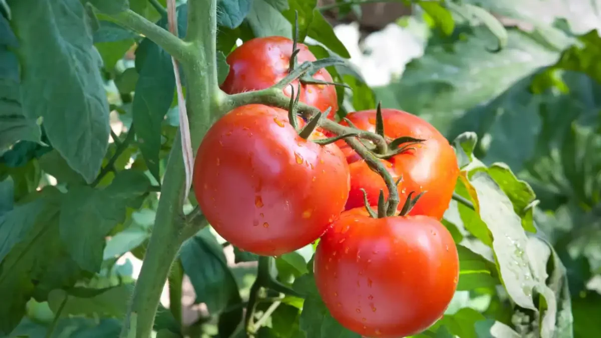 Tomate