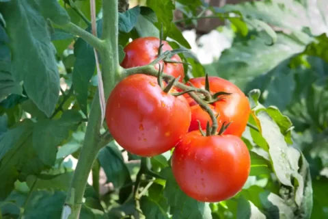 Tomate