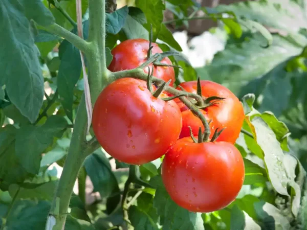 Tomate