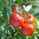 Tomate